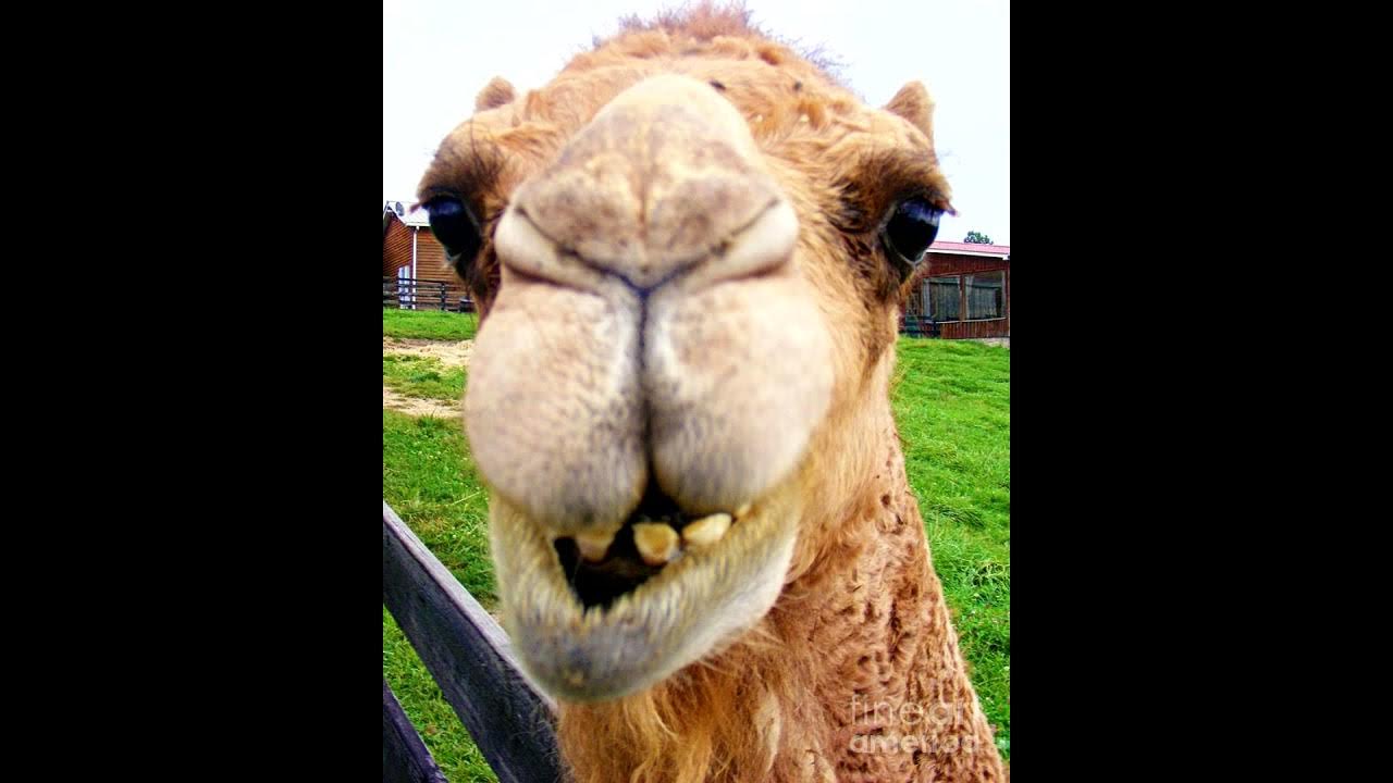 На горе стоит верблюд текст. Загадка про верблюда 1 класс. Смешной верблюд. Откуда у верблюда горб иллюстрации. Частушки на горе стоит верблюд его четверо.