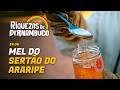 Como o Sertão do Araripe virou referência na produção de mel | Riquezas de Pernambuco #6
