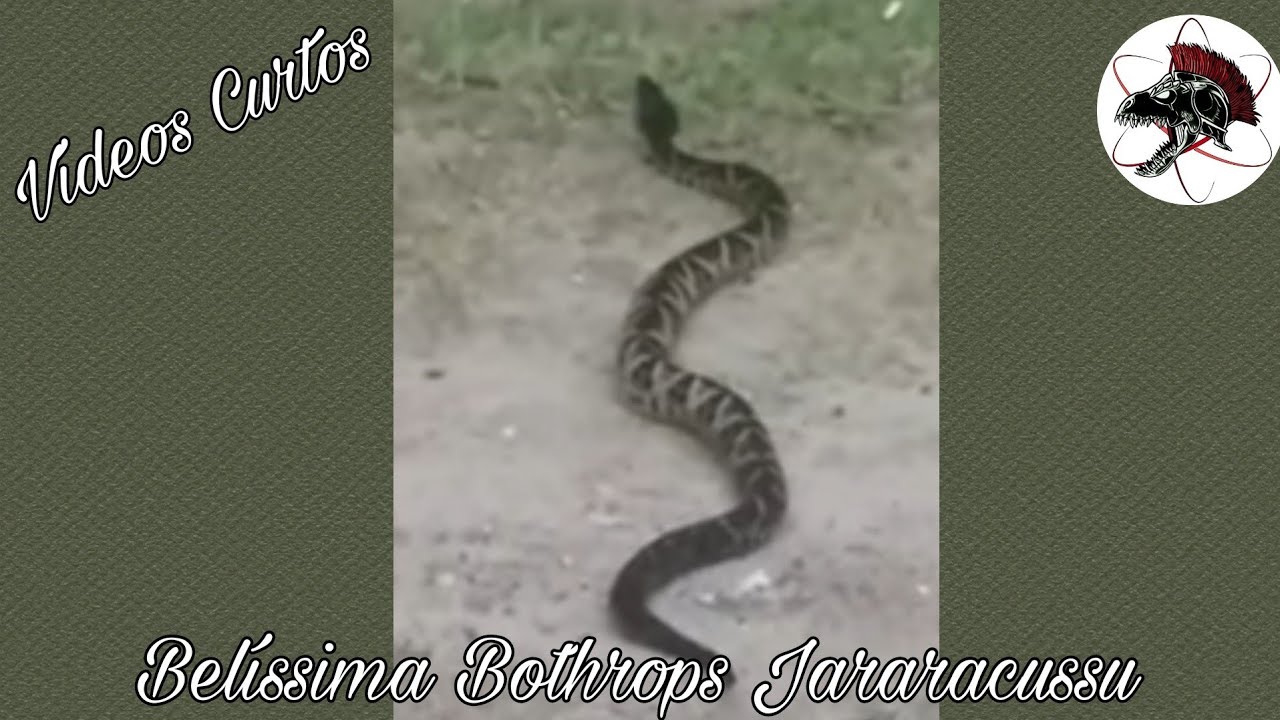 Jararacussu Gigante na trilha ( fêmea) | Shorts | Biólogo Henrique o Biólogo das Cobras