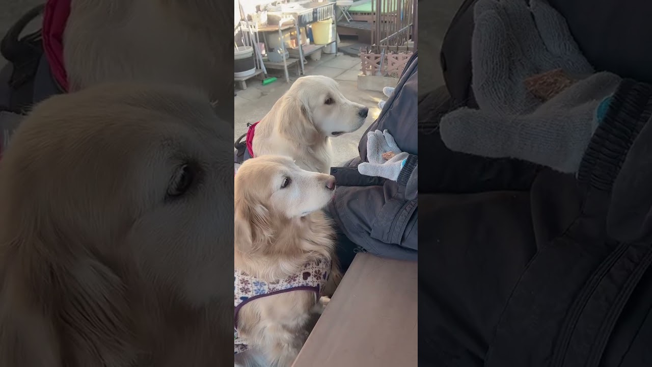 ケンケンと遊んで嬉しい⛄冬のお散歩配信🐶【TikTok生配信】ゴールデンレトリバー🐕2026/1/9