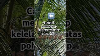 Cara unik menangkap kelelawar #shortvideo #berburu #viralvideo