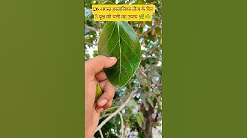 26 अगस्त हरितालिका तीज के दिन 5 वृक्ष की पत्ती अचूक उपाय #panditpradeepmishrakeupay #shivmandir #om