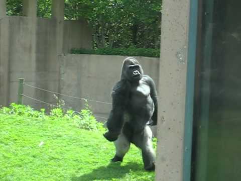 silverback gorilla lifespan zoo silverback gorilla lifespan zoo