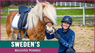 Discover the Endangered Gotland Pony in Sweden! by DiscoverTheHorse 17,292 views 6 months ago 8 minutes, 20 seconds