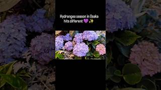 Hydrangea season in Osaka#Osaka #Umeda #NishiUmeda #Hydrangea #Ajisai JapanTravel