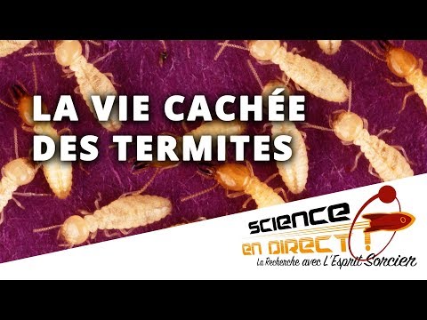 Vidéo: Et si vos voisins avaient des termites ?