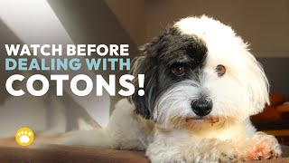 Coton de Tulear History, Temperament, Health & Grooming