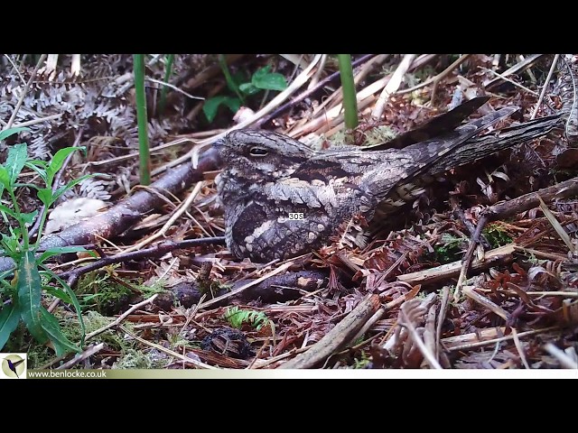 Nightjar yawn