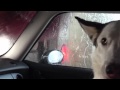Husky dog freaking out in car wash