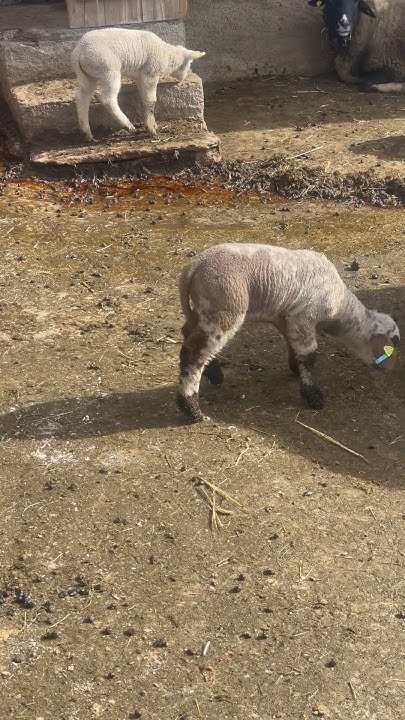 Cute animals near me Village life Switzerland vlog 2024 Baby sheep