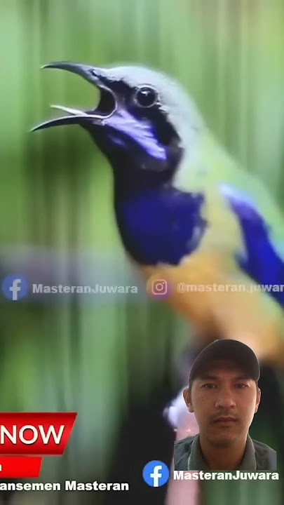 cucak cungkok tembakan kunti