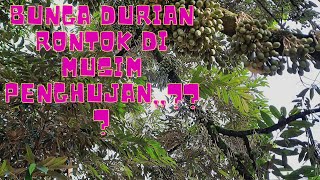 SALAH SATU FAKTOR YANG MENYEBABKAN BUNGA DURIAN GUGUR/RONTOK DI SA'AT MUSIM PENGHUJAN....