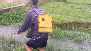 Đi bắt cá chép siêu to mùa nước lũ ở quê