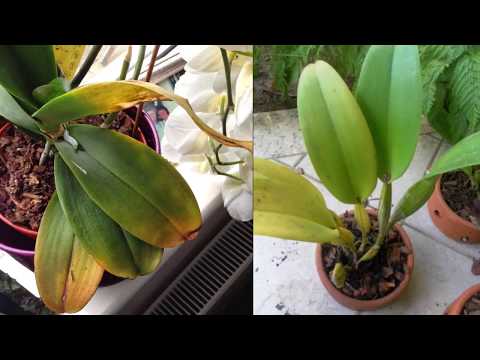 Vídeo: Por que as orquídeas tornam as folhas amarelas? O que fazer em casa