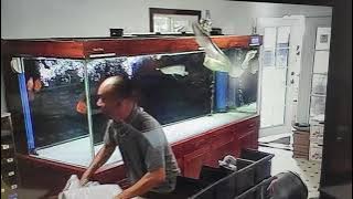 Black arowana flying off the aquarium lid