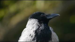 Relax with Krari the crow