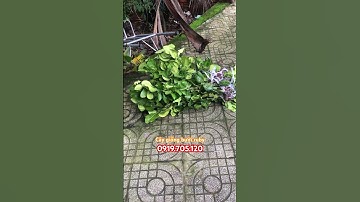 Cây giống bưởi RUBY THÁI-0919705120