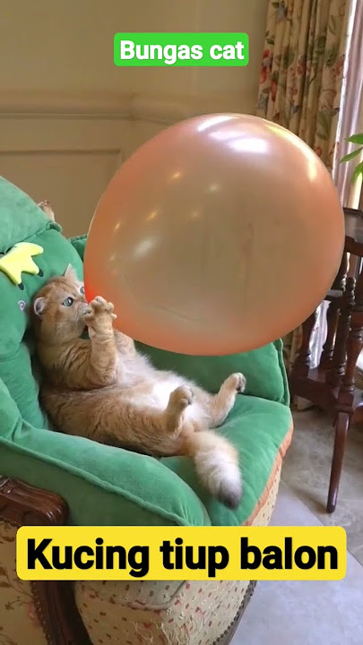 kucing tiup balon #cat #funnycat #kitten #catlovers #kucinglucu #videoshort #shorts #viralcat #pets