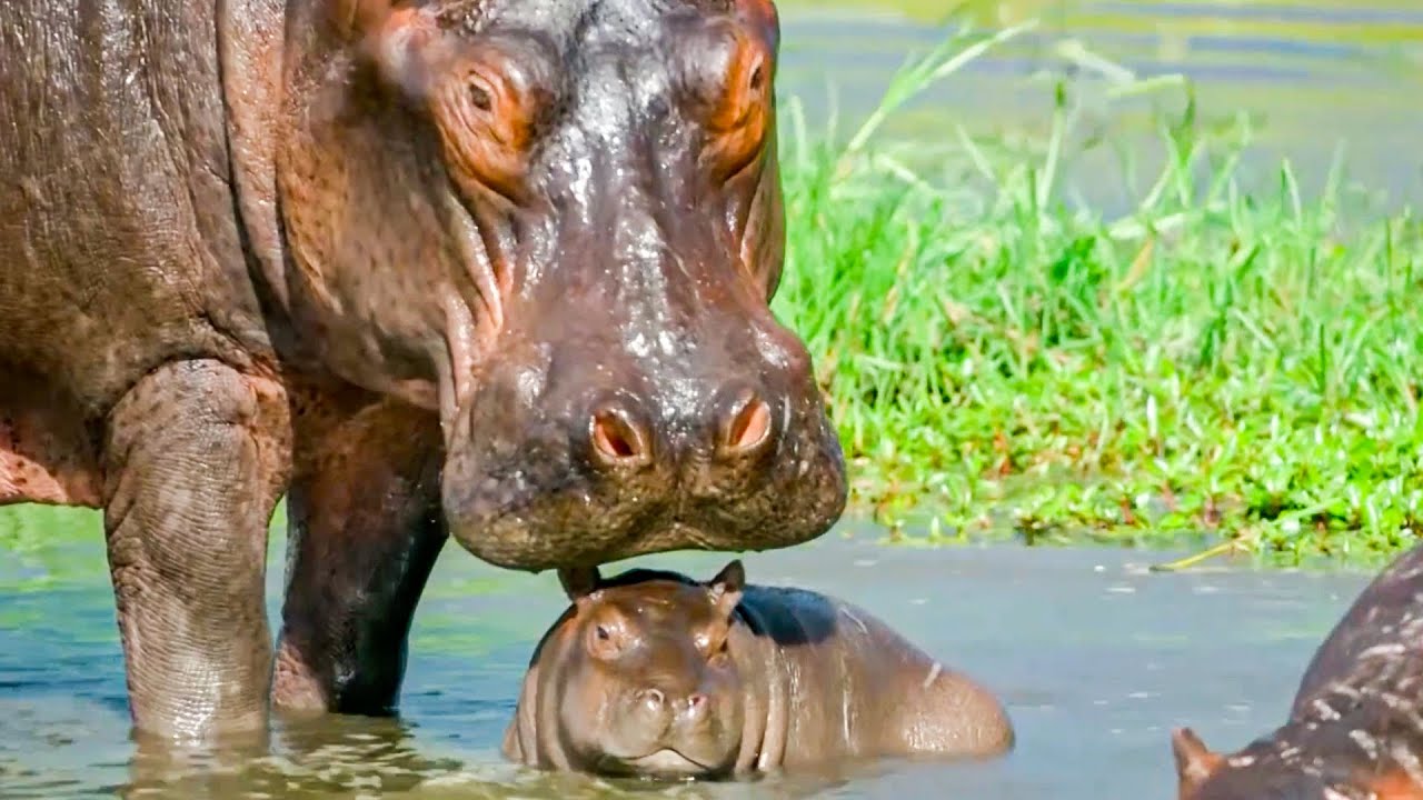 Incredible Animal Parents | BBC Earth