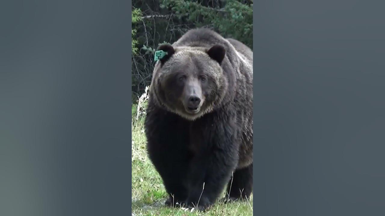 Fat bear contest, well fed female grizzly. YouTube