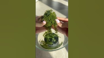 Trying the sea grapes for the first time #grape #seagrape #seaweed #asmr