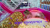 Близняшки 🐹 Pets