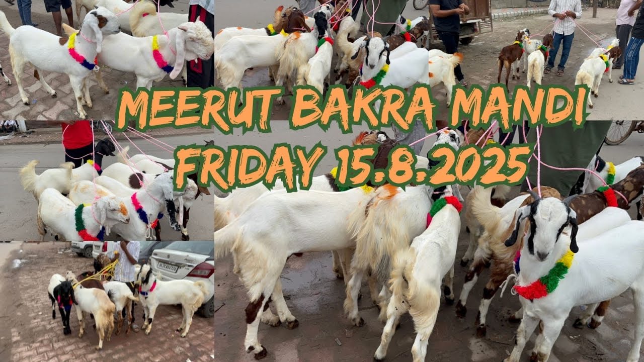 Meerut Bakra Mandi 15 August 2025 #viralvideo #goat #azharvlogs #animals #bakramandi #meerut #mandi 
