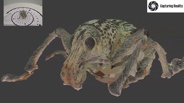 Weevil Reconstructed with Reality Capture