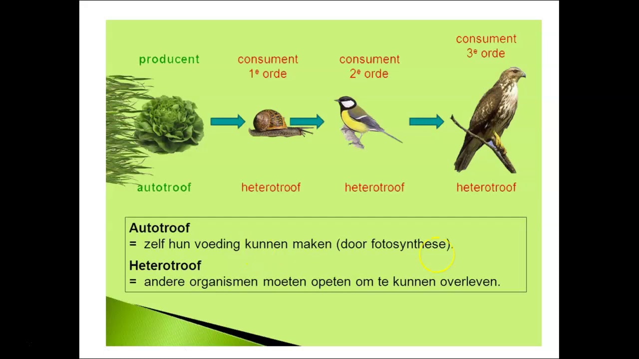 Wonderbaarlijk Uitleg paragraaf 9 autotroof en heterotroof - YouTube TH-93