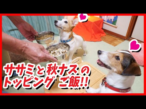 ササミと秋ナスのご飯を食べたジャックラッセルテリア^^。Jack Russell Terrier who ate rice with scissors and autumn eggplant