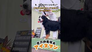 鹿沢の看板犬、約1か月でチャンピオン完成!?✨#ドッグショー#チャンピオン犬#看板犬#バーニーズマウンテンドッグ#jkc