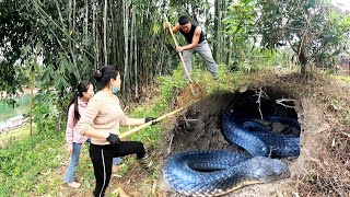 Rescue the young man who was madly attacked by a giant cobra | KingCobra Hunter