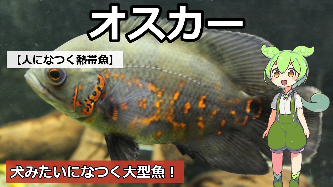 A Fish That Remembers Its Owner!? A Deep Dive into the 