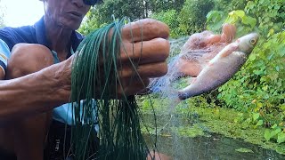Checking the fishing nets, hunting for fish in the flooded village forest, the catch is amazing!!...