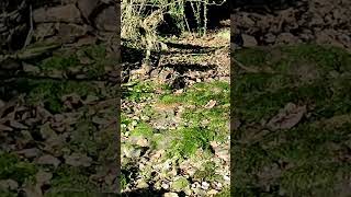 LOST ROMAN FORD  OF AVEBURY