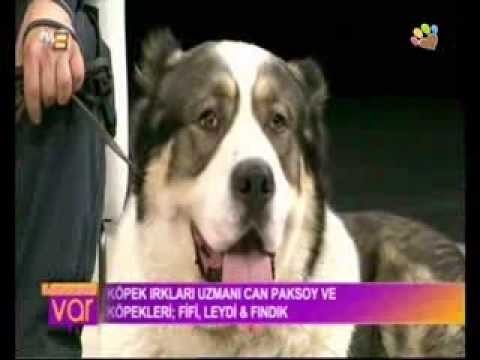 dev-köpek-fifi-ve-minik-köpek-fındık-ile-can-paksoy-tv8'de