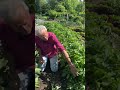 No rotation! 8th consecutive year of broad beans and potatoes in the same soil