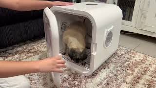 GOODMOM Automatic Pet Dryer for Cats and Small Dogs, Adjustable Temp Quiet Cat Dryer Review