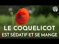 Coquelicot  toux sommeil et cuisine