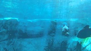 Under Water Big Fish with Particles - Royalty Free Footage