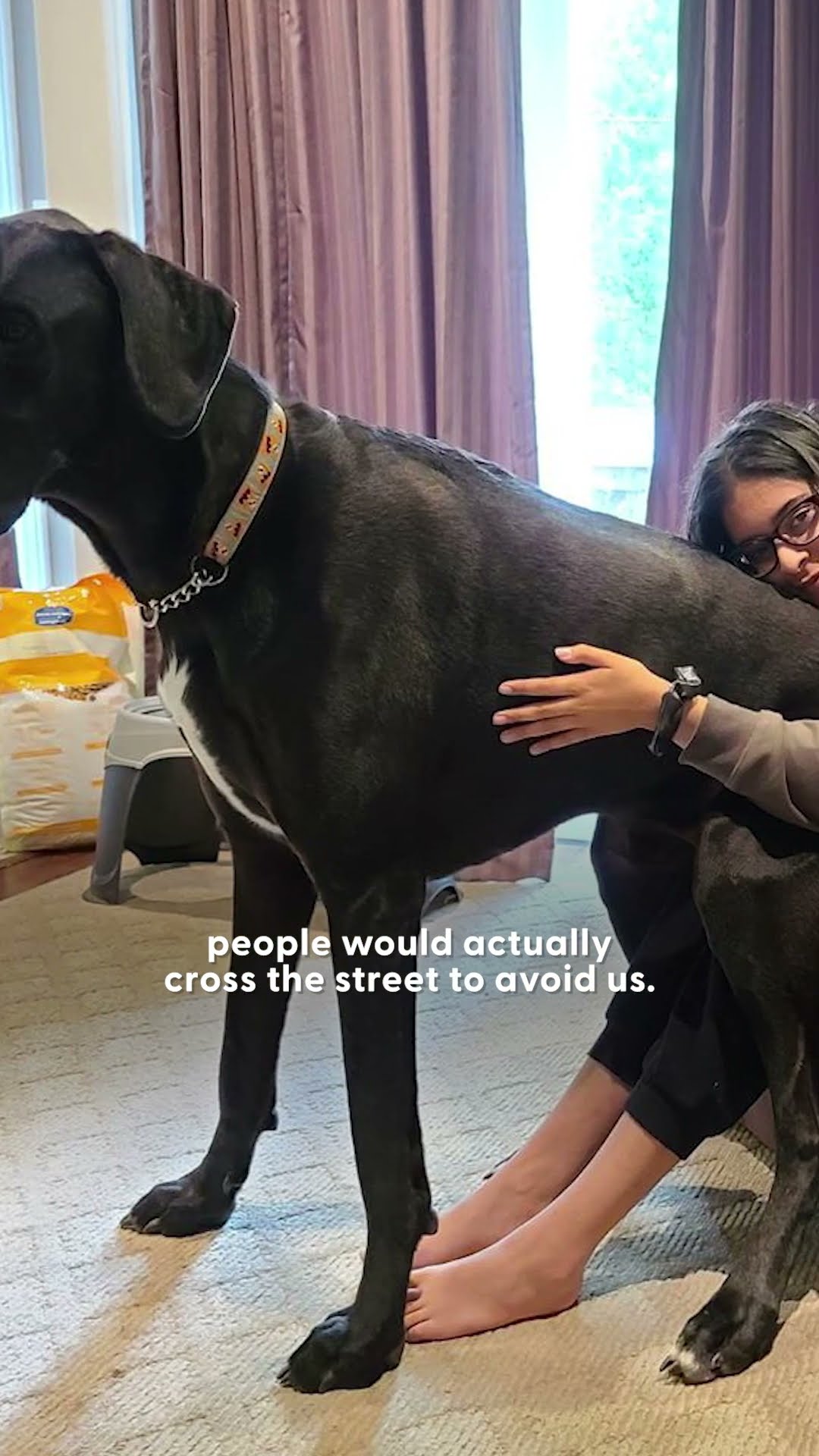 Gentle Great Dane Fosters Tiny Kittens — Their Relationship Will Melt Your Heart | The Dodo