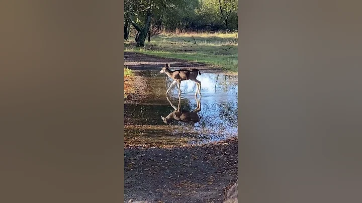 Puddle of Peace