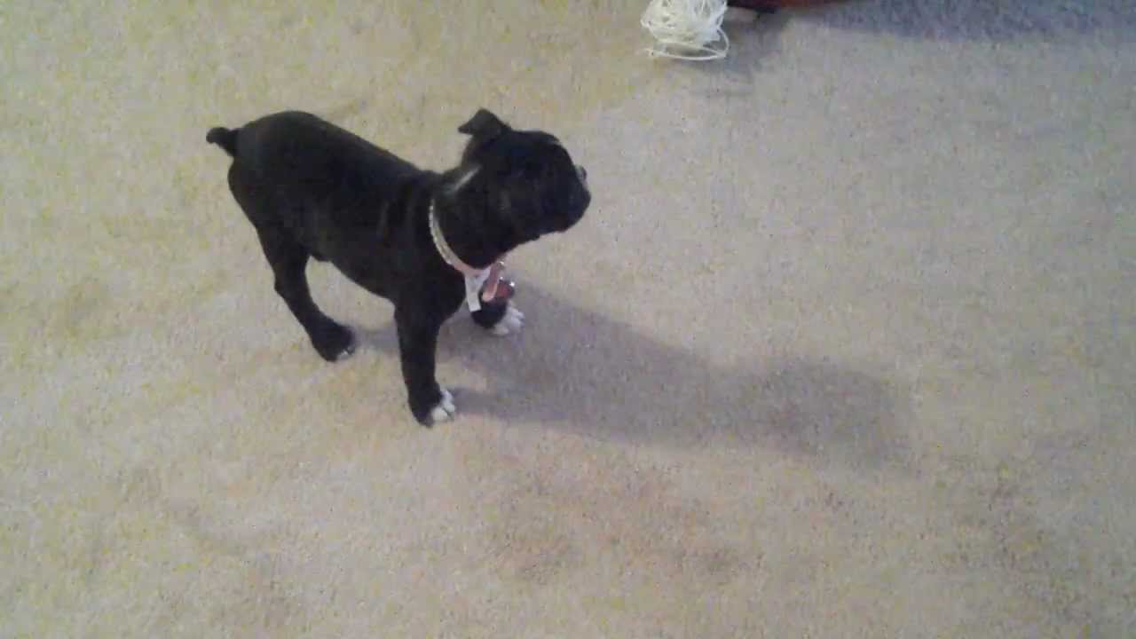 Boston Terrier Puppy Amira plays with toy and hears big