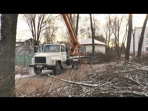 Лидские коммунальщики проводят омолаживающую и формовочную обрезку деревьев