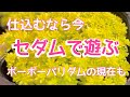 『多肉植物』『ガーデニング』220  セダムを主役に‼️仕込むなら今‼️増え過ぎて困った、パリダムの今も‼️