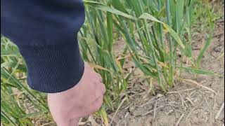 Оз.пшеница , состояние посевов.  No-till 11.05.2024