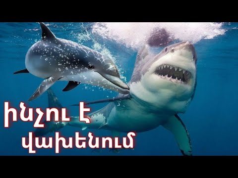 Video: Բարի դելֆիններ