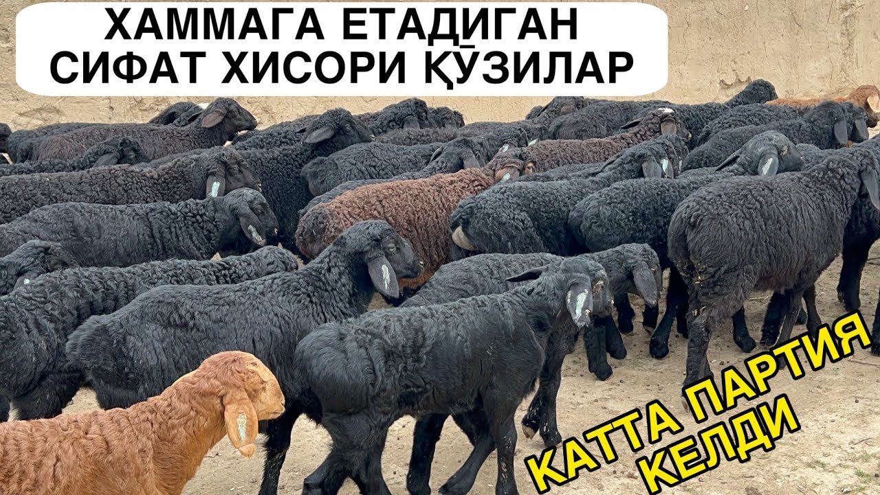 АРЗОН ҚӮЗИЛАР КЕЛДИ. ☎️+998992728213 ☎️+998912228213