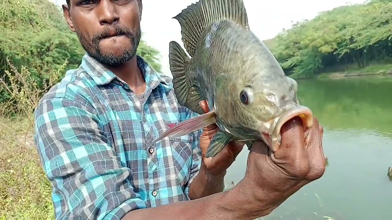 Big Tilapia Fishing l Catching Big size Tilapia Fishing l fish hunting video