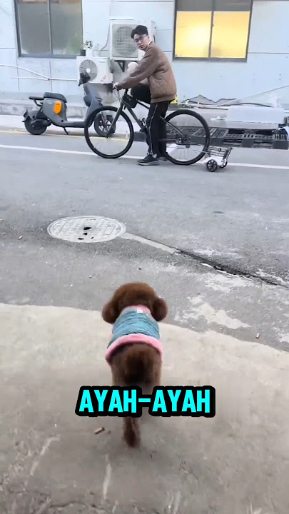 DASAR ANJING BANYAK MAU ⁉️#videoviral #anjinglucu